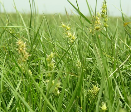 Sticker - Field SandBur